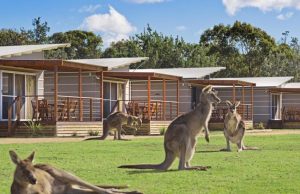 Looking For Pet Friendly Caravan Parks? Check Out Freeburgh Cabins